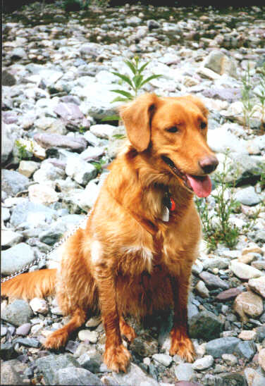 A brown dog; Actual size=240 pixels wide